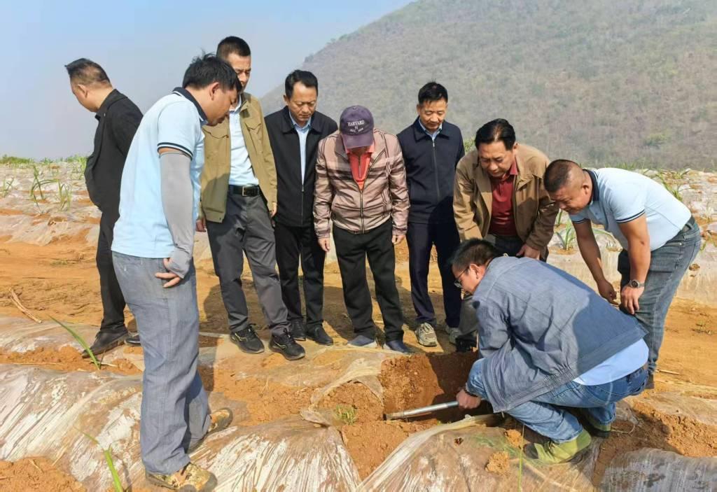 查看新植出苗情况.jpg 查看新植出苗情况.jpg